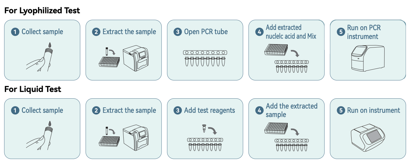 Step-by-step workflow diagram for lyophilized and liquid Ebola virus fluorescence PCR testing procedures