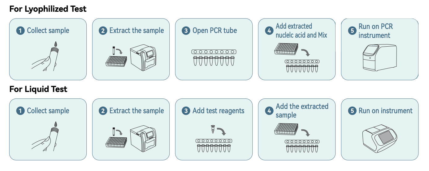Illustrated hantavirus PCR testing workflow showing sample collection, nucleic acid extraction, reagent preparation, and molecular instrument testing for lyophilized and liquid assays